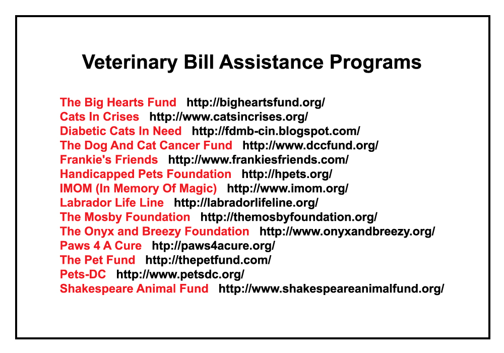 100% Donation Based Assistance with Unplanned Vet Costs for Cats in WNC