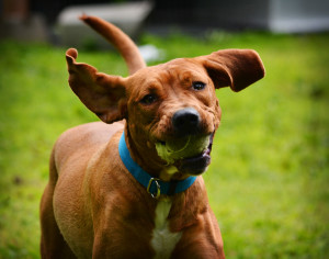 Somerset Humane Society Animal Shelter