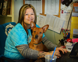 somerset humane society