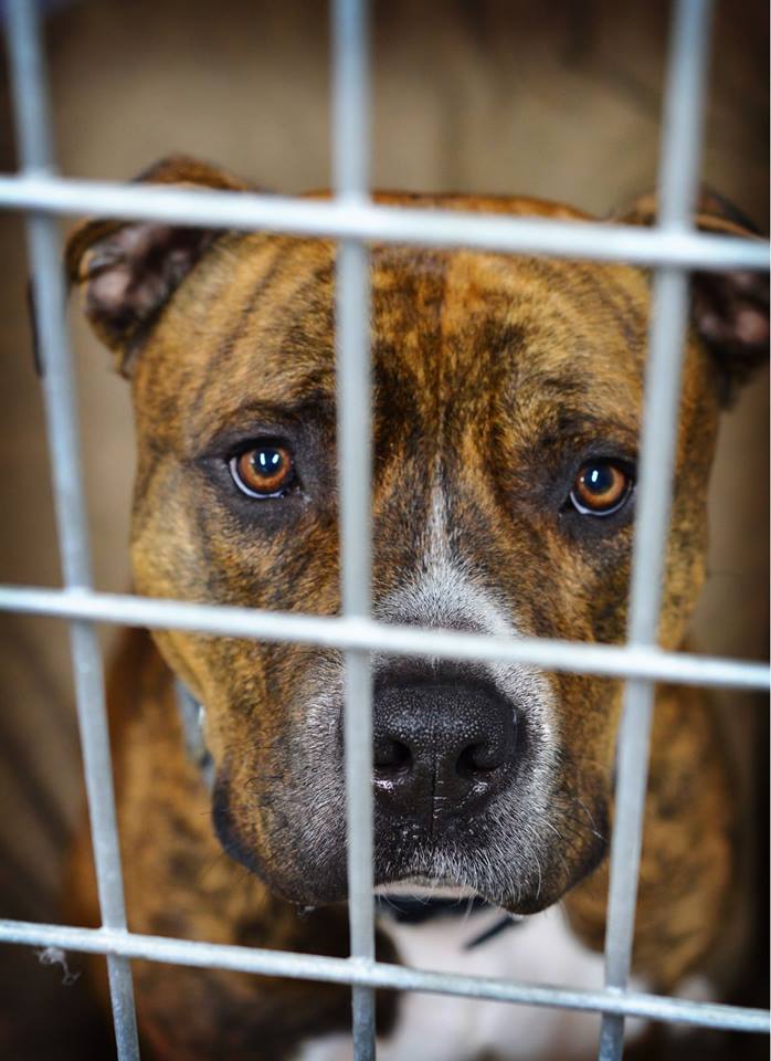 ADOPTED! Brock! - Somerset Humane Society Animal Shelter