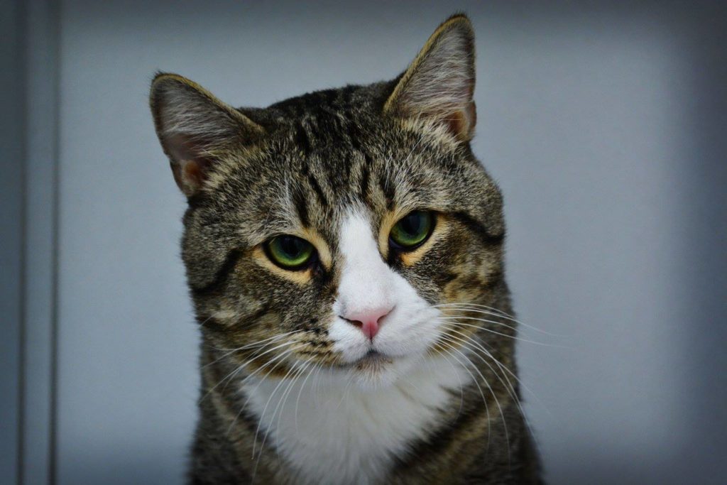 Adoptable Cats - Somerset Humane Society Animal Shelter